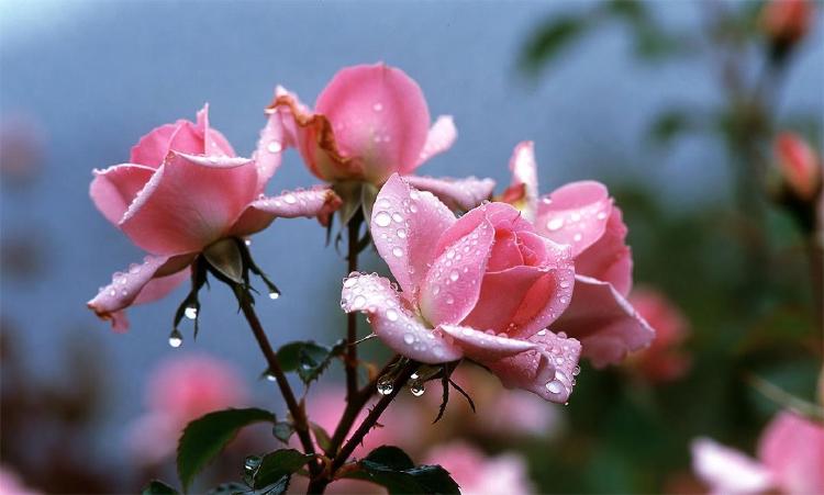 玫瑰纯露的自制教程：家庭蒸馏法，纯净天然更安心