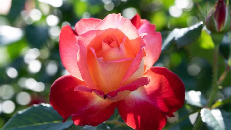 玫瑰的永恒密码：跨越文明的文化符号与情感密码