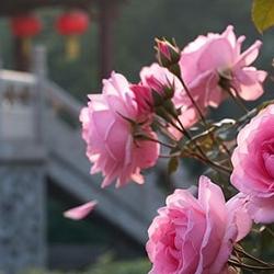 玫瑰在中国传统节日与民俗中的象征与应用