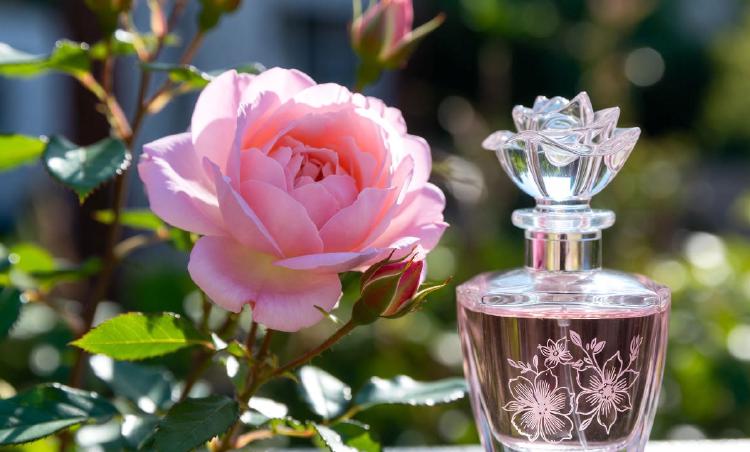 玫瑰在香水史上的传奇：从古埃及圣油到现代经典香调
